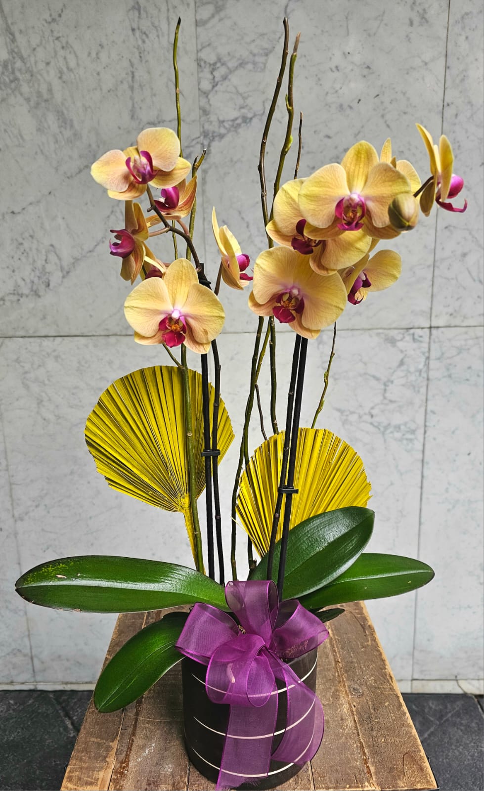 ORQUÍDEA ABANICOS