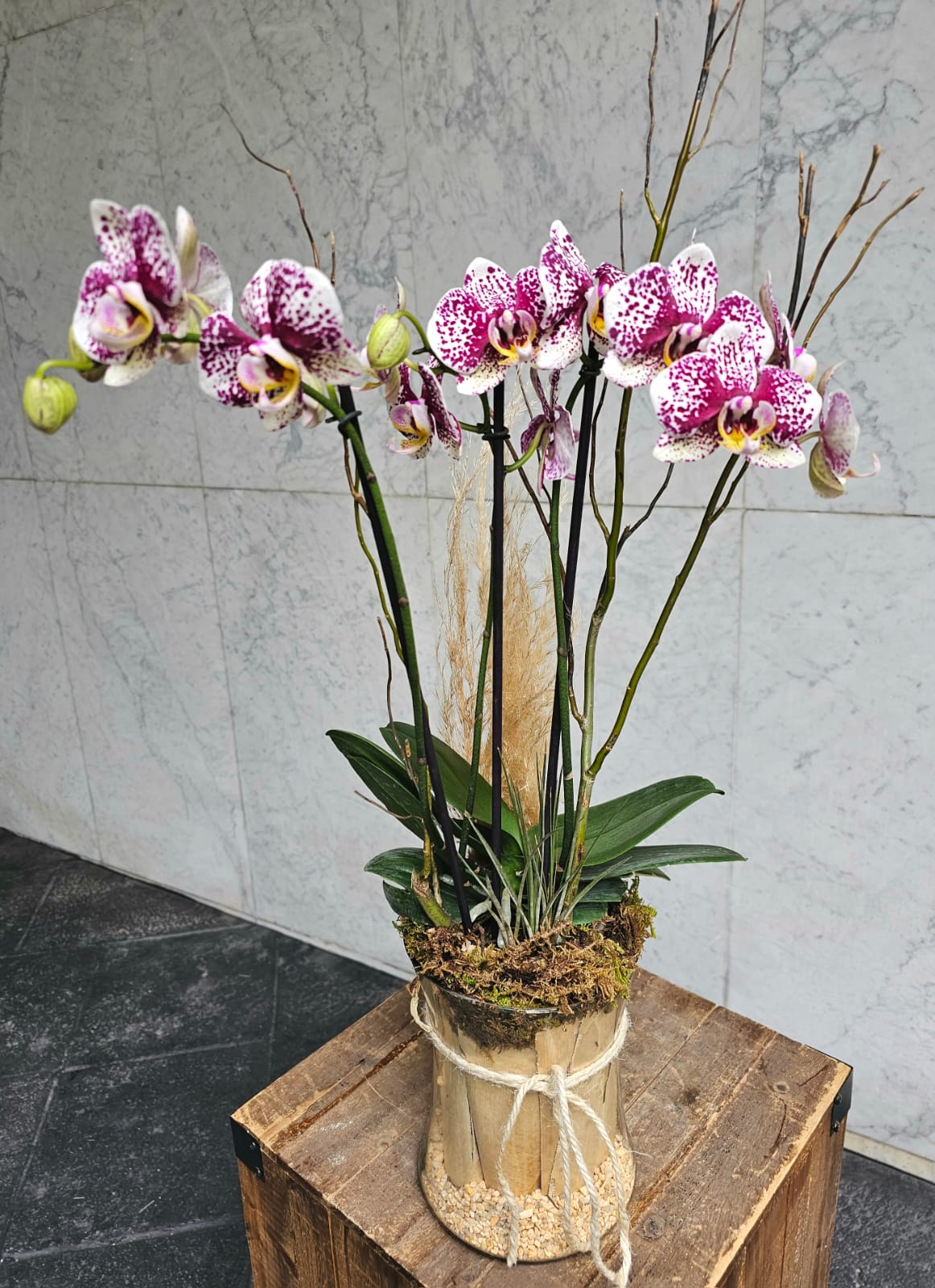 ORQUIDEAS LILA CON BLANCO