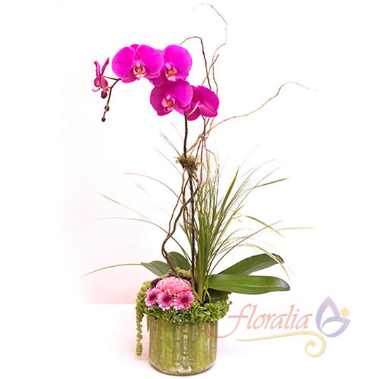 Significado de los colores en la orquídea phalaenopsis