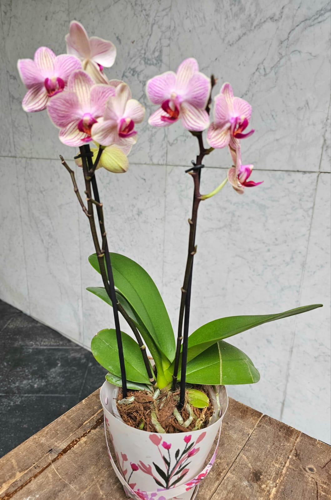 MINI ORQUIDEAS