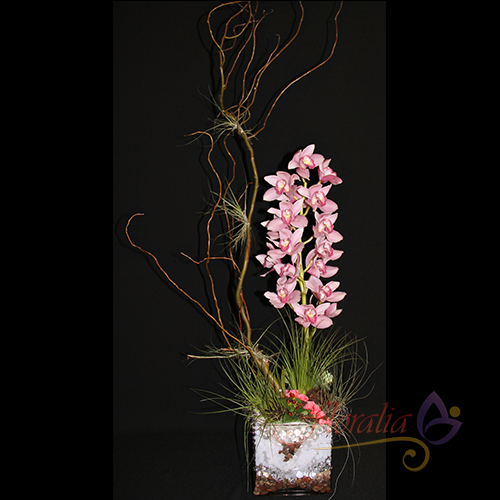 Cymbidium