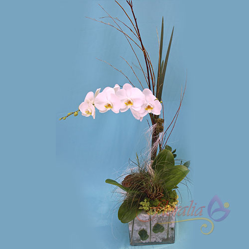 Phalaenopsis blanca