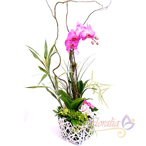 Phalaenopsis en el jardín